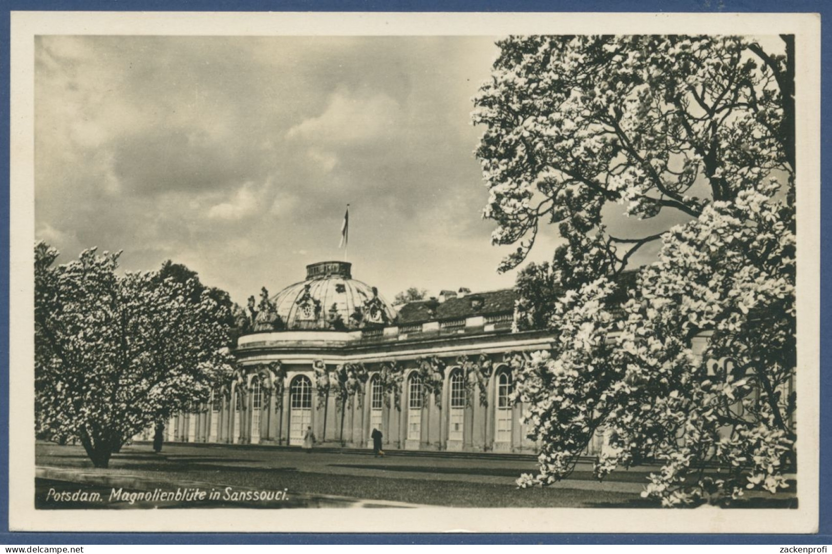 Potsdam Magnolienblüte In Sanssouci, Ungebraucht (AK2298) - Potsdam