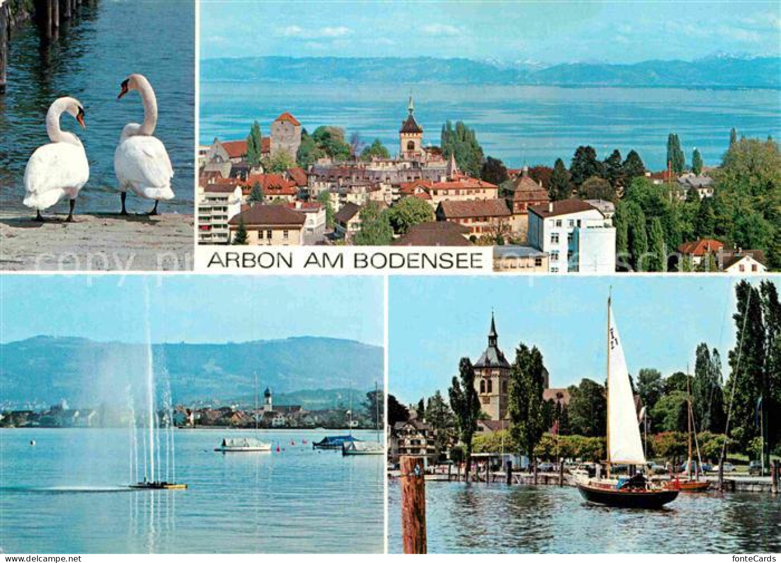 12889582 Arbon  TG Bodensee Schwaene  - Autres & Non Classés