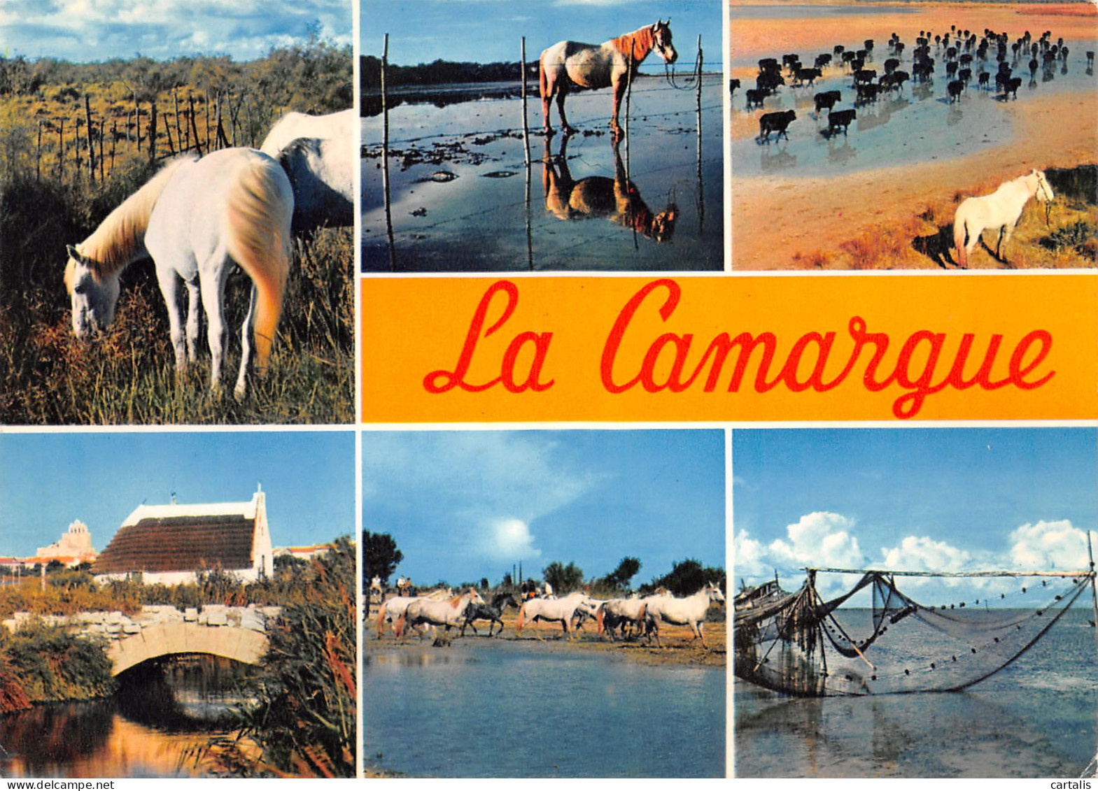 13-CAMARGUE-N°3778-C/0399 - Other & Unclassified