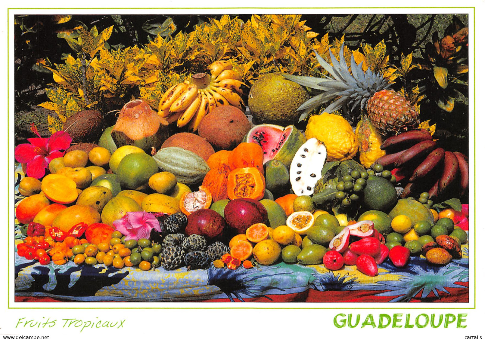 971-GUADELOUPE FRUITS TROPICAUX-N°3778-B/0113 - Andere & Zonder Classificatie