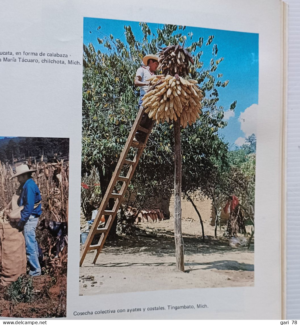 EL MAIZ, Fundamento De La Cultura Popular Mexicana - Museo Nacional De Culturas Populares - Ontwikkeling