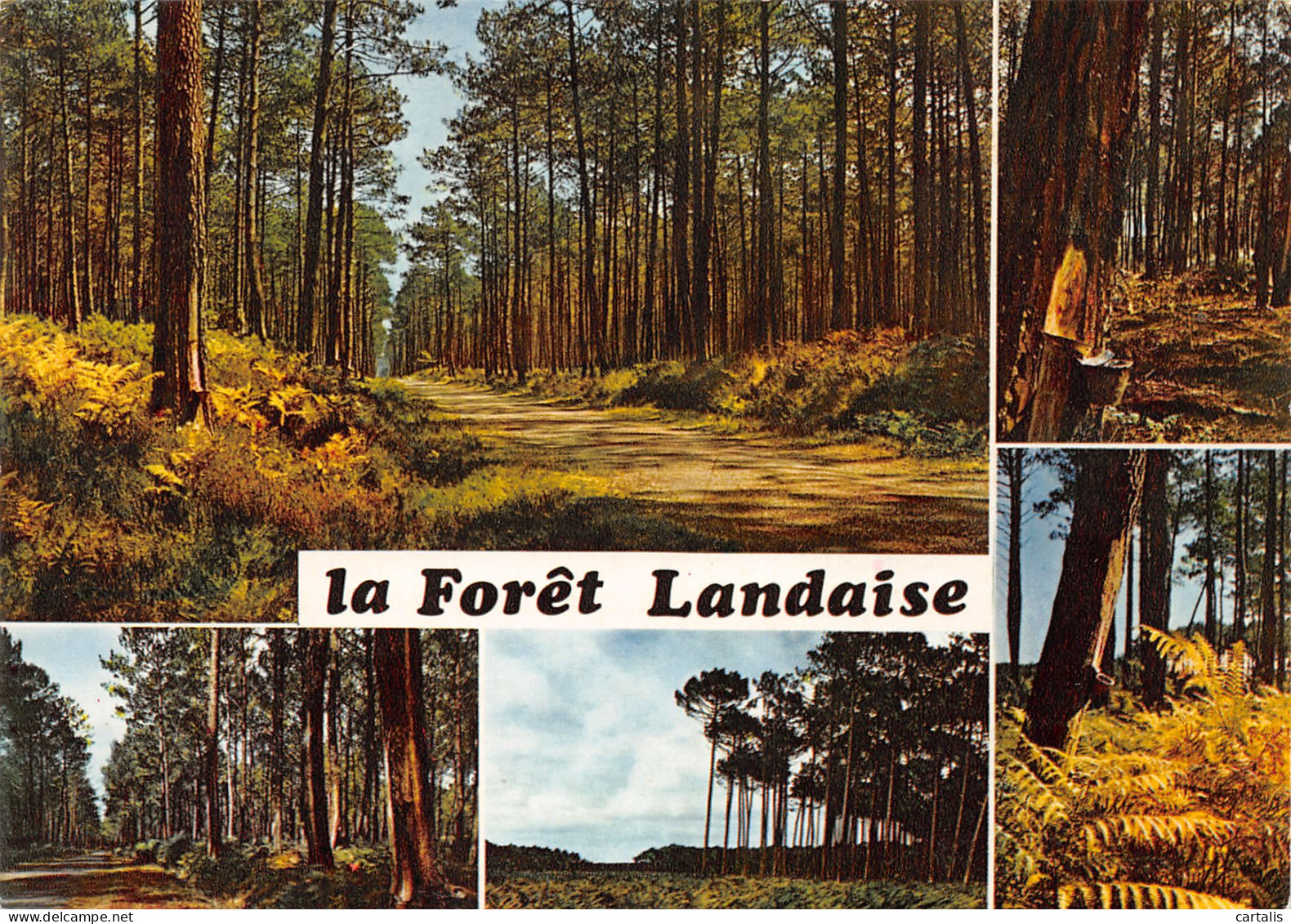 40-LES LANDES -N°3780-C/0371 - Andere & Zonder Classificatie