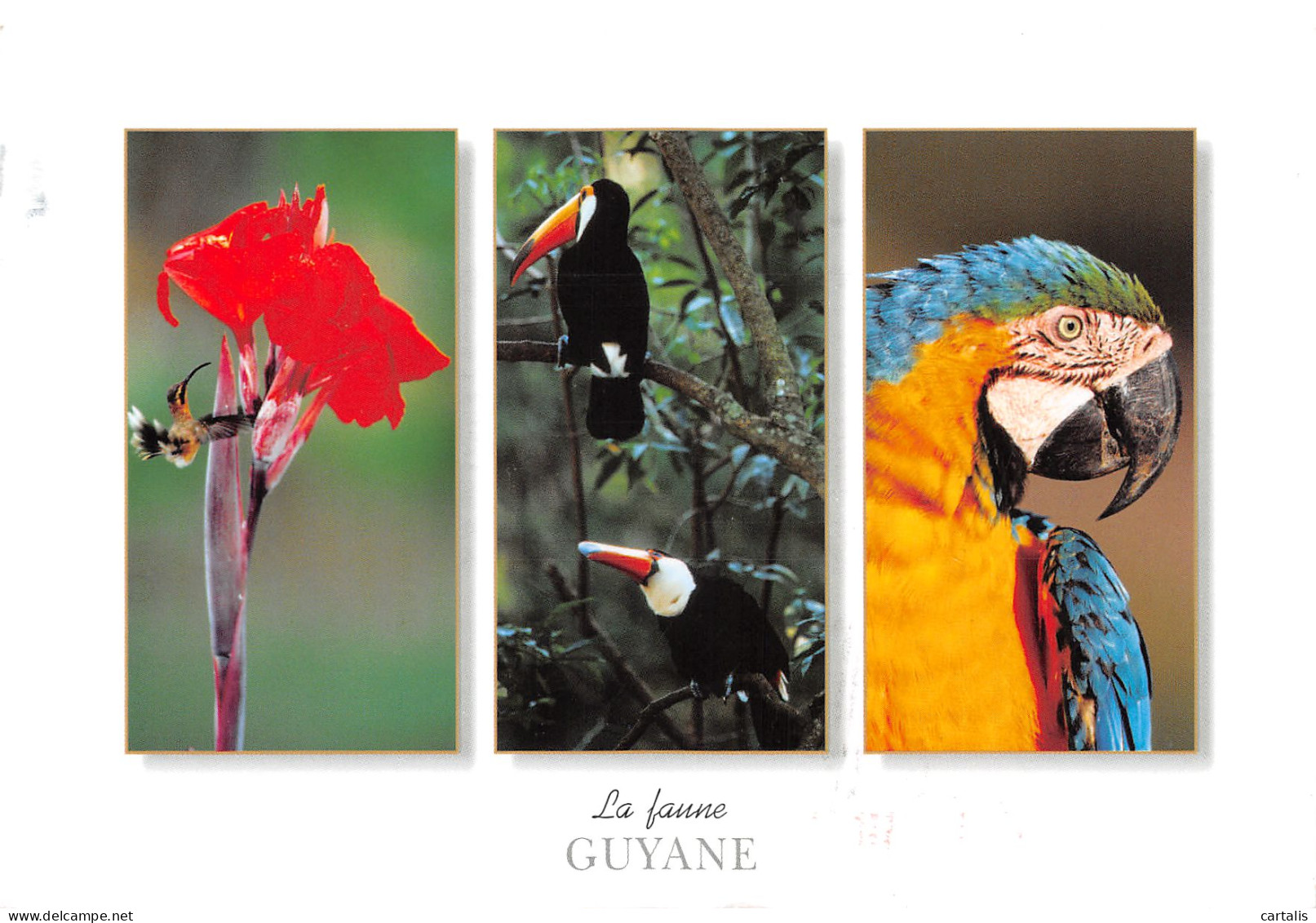 973-GUYANE FAUNE-N°3781-A/0111 - Other & Unclassified