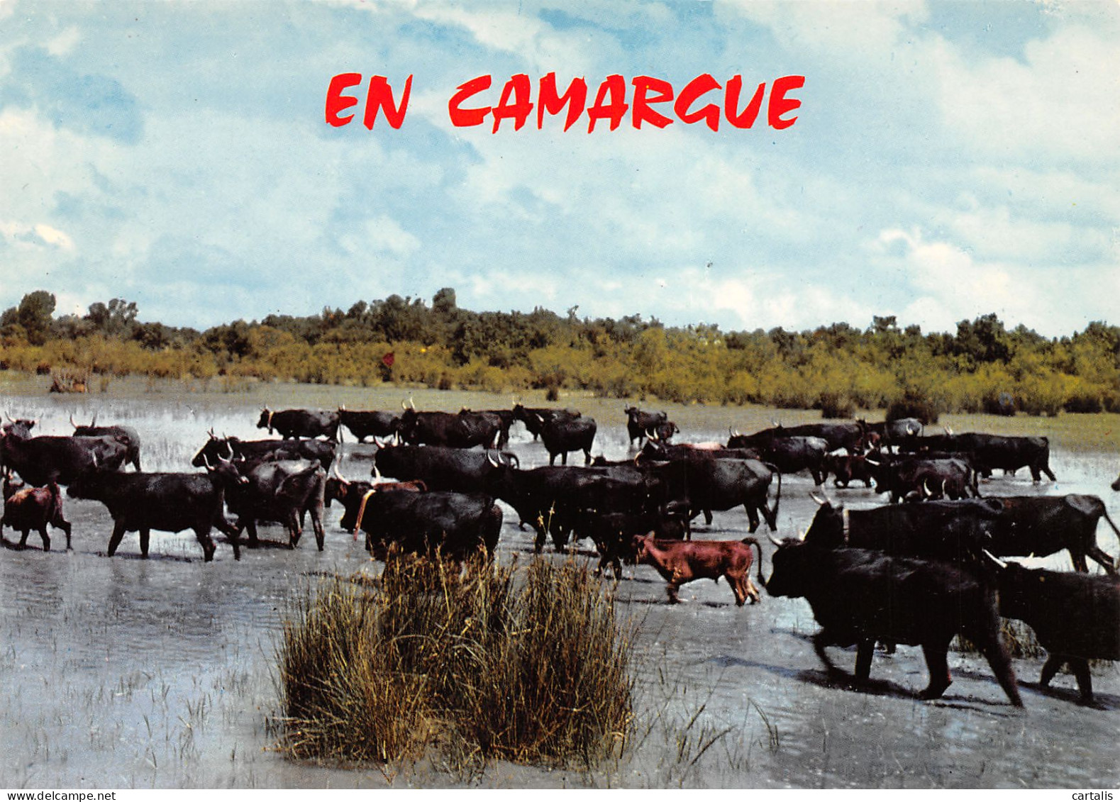 13-EN CAMARGUE-N°3782-B/0245 - Other & Unclassified