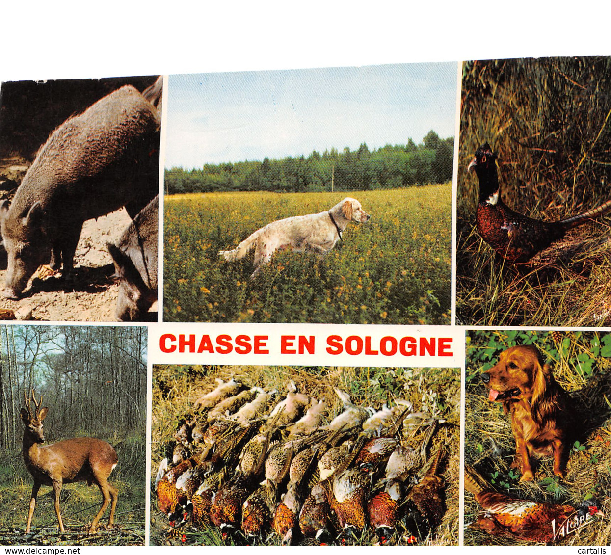 41-SOLOGNE-N°3783-B/0263 - Other & Unclassified