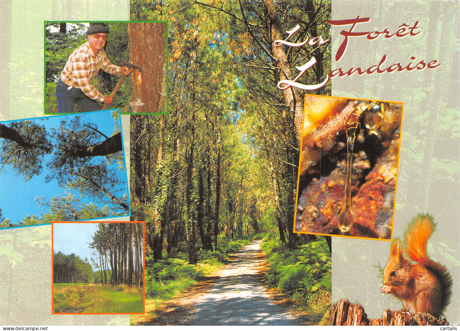 40-LES LANDES LA FORET-N° 4419-B/0207 - Andere & Zonder Classificatie