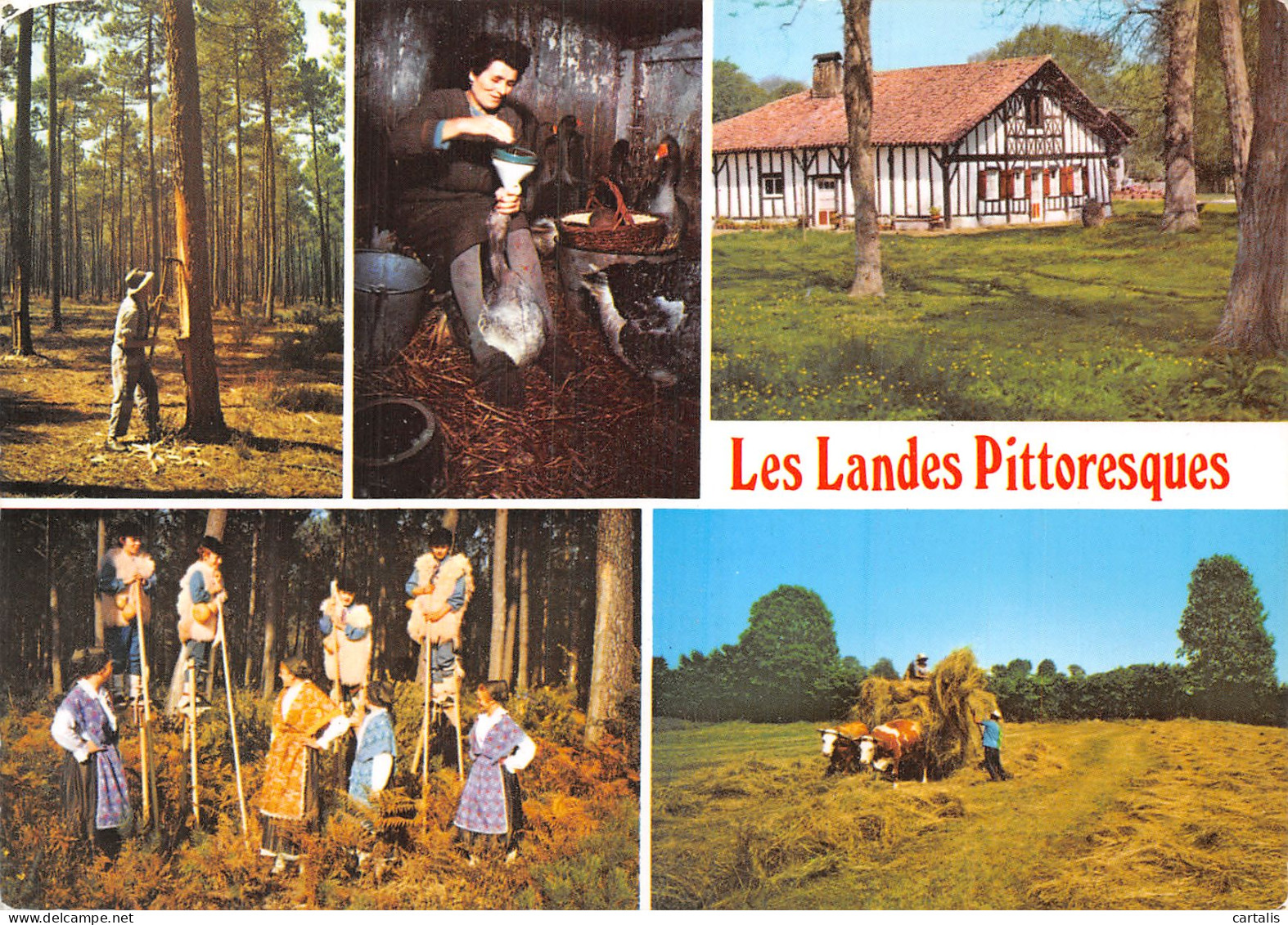 40-LES LANDES-N° 4420-B/0067 - Andere & Zonder Classificatie