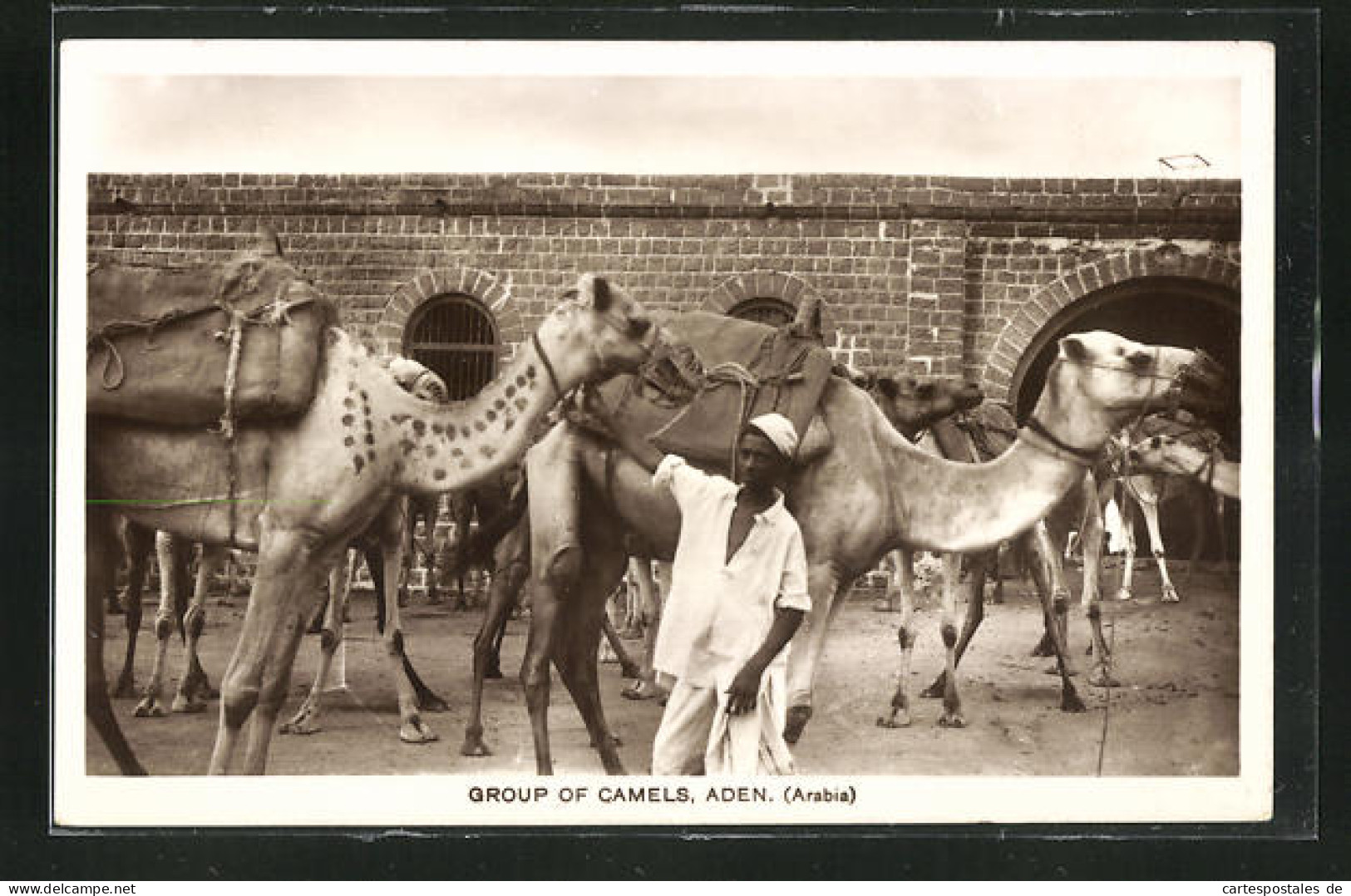 AK Aden, Group Of Camels, Kamele  - Autres & Non Classés