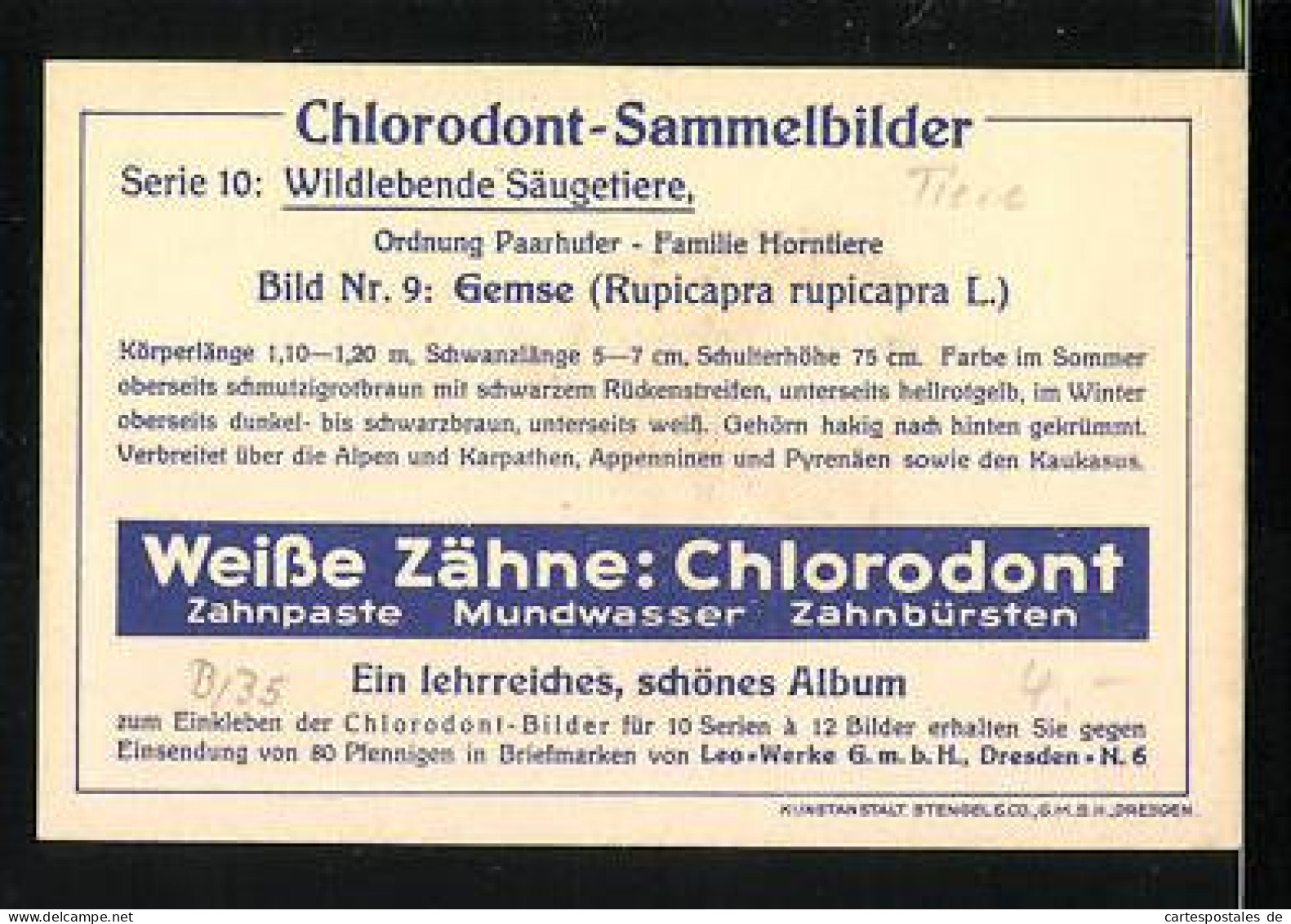 Sammelbild Chlorodont Zahnpasta, Serie 10: Wildlebende Säugetiere, Bild Nr. 9: Gemse  - Andere & Zonder Classificatie