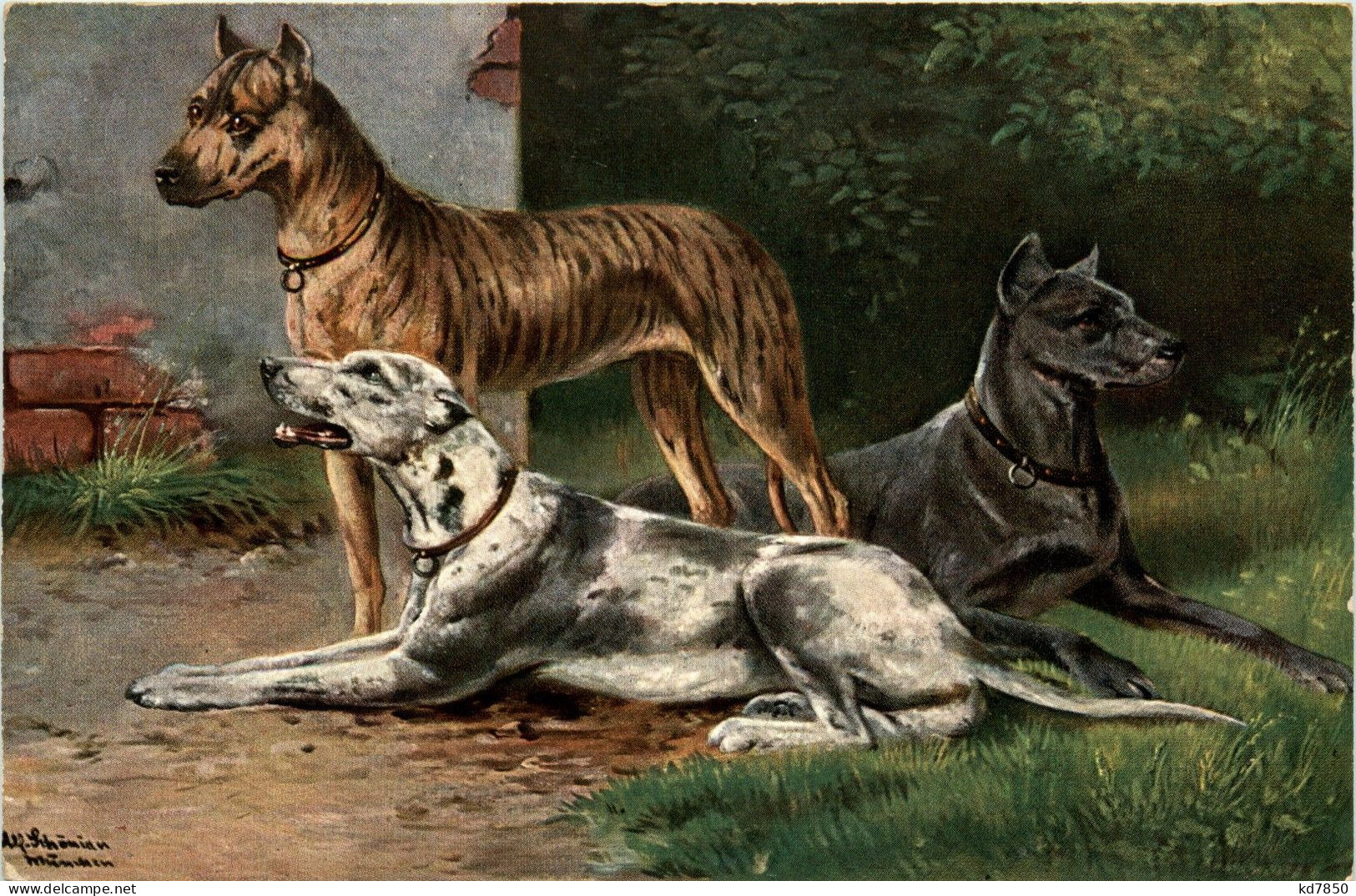 Hunde - Dogs - Honden