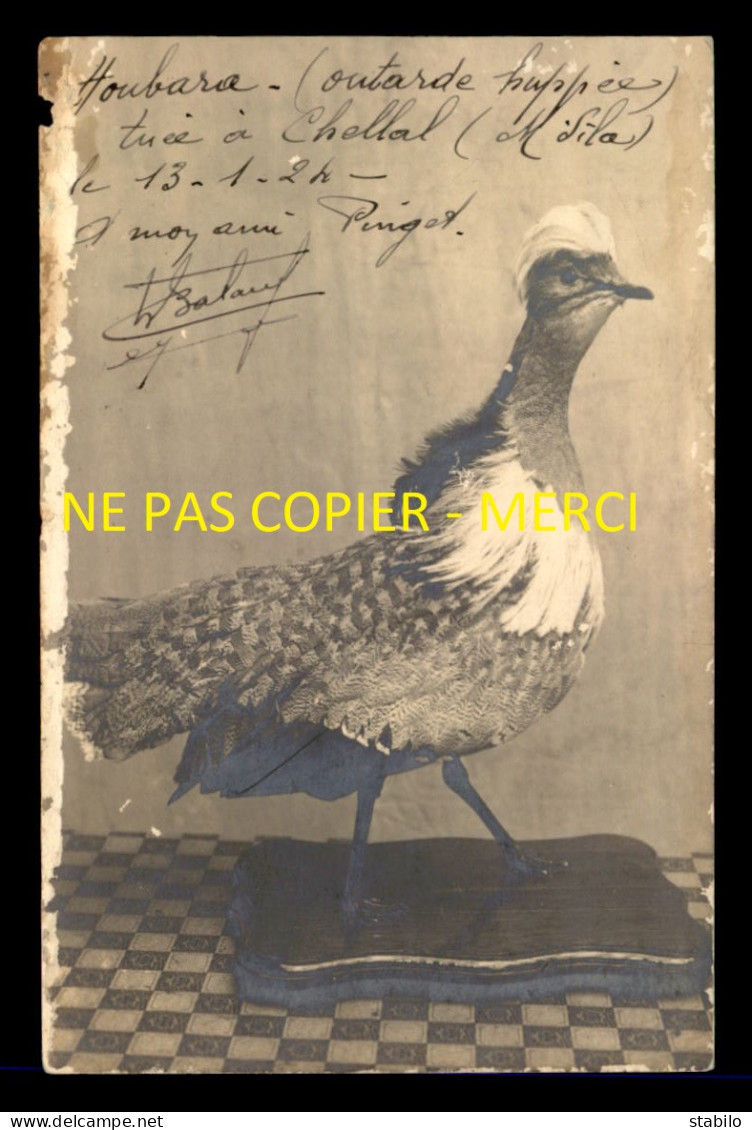 ALGERIE - M'SILA - OISEAU OUTARDE HUPPEE EMPAILLEE, TUEE LE 13 JANVIER 1924 - CARTE PHOTO ORIGINALE - VOIR ETAT - M'Sila