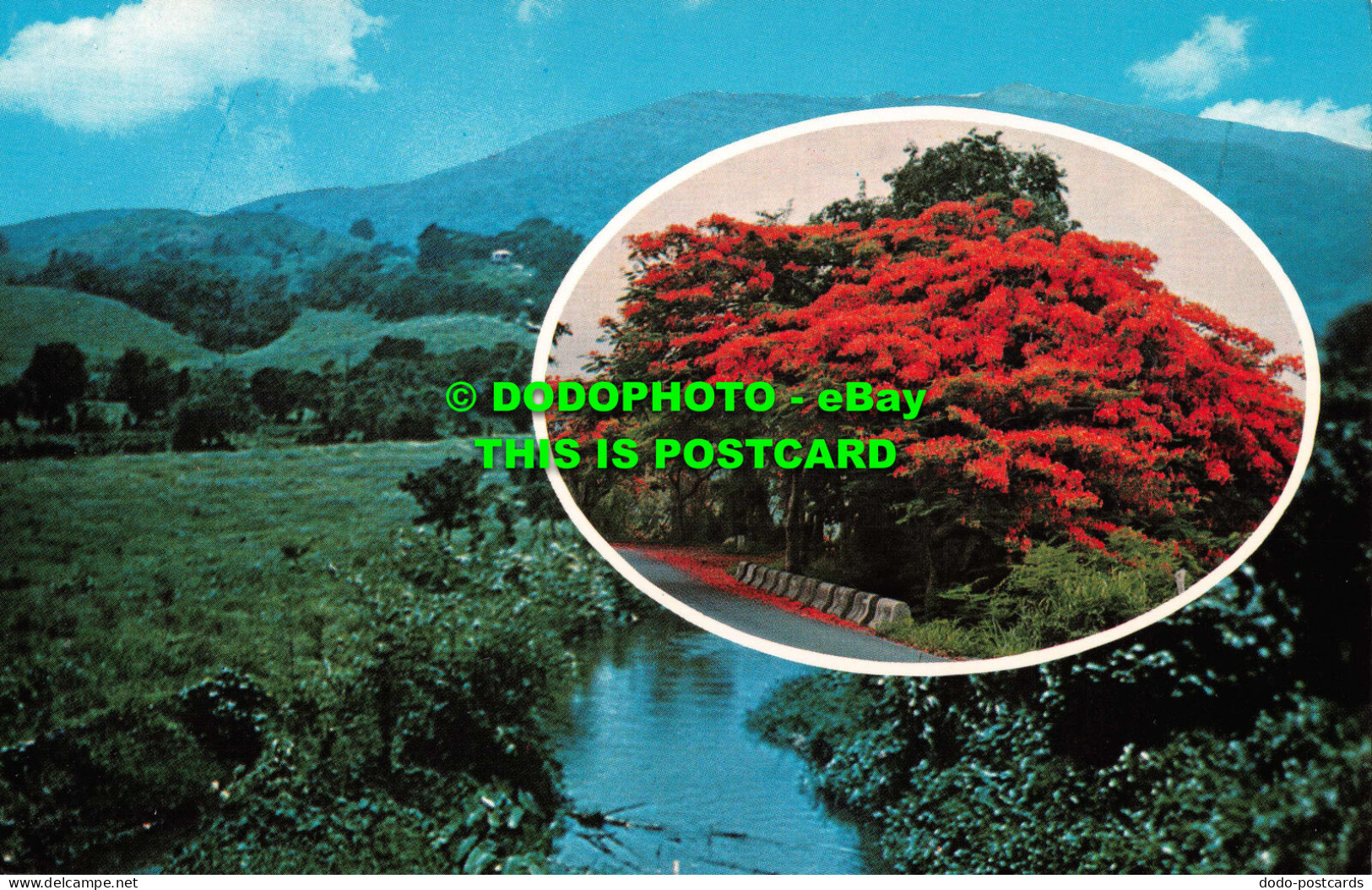 R533705 El Yunque. Puerto Rico. Herbert E. Miller. Caribe Tourist Promotions. Mu - Monde