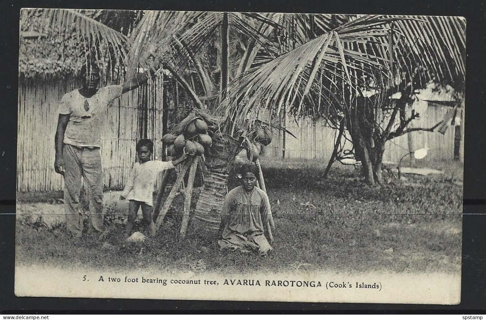 Cook Islands 1914 B & W Picture Post Card PPC Of Coconut Tree Commercially Used To USA , Nice Condition - Cookeilanden