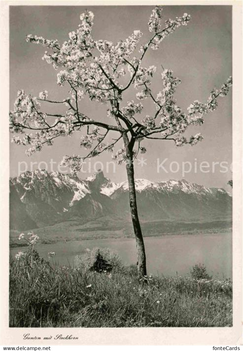 12762098 Gunten Mit Stockhorn Gunten - Autres & Non Classés