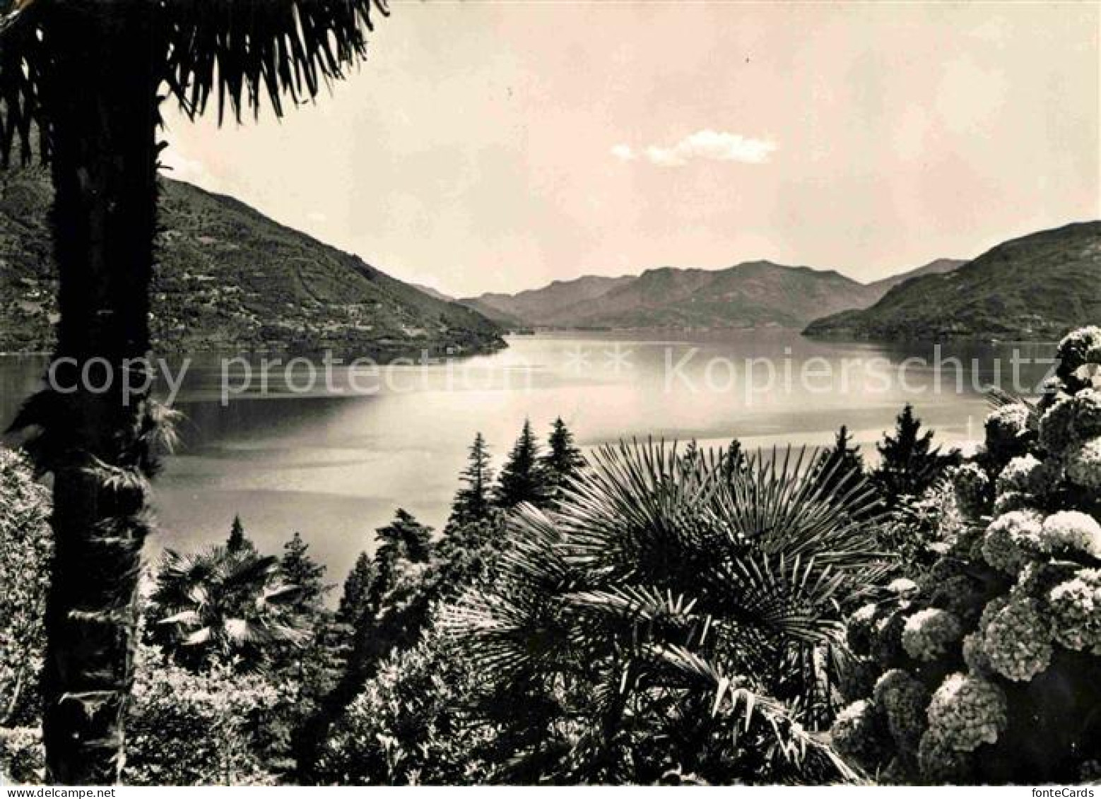 12741848 Brissago TI Panorama Lago Maggiore Brissago - Autres & Non Classés