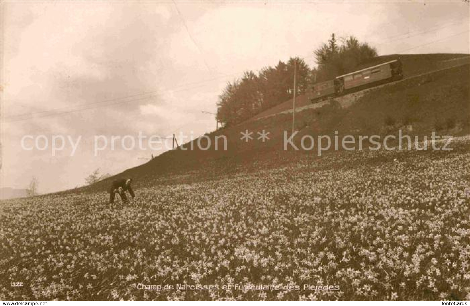 12737281 Zuerich ZH Champ De Narcisses Et Funiculaire Des Plejades Zuerich - Sonstige & Ohne Zuordnung