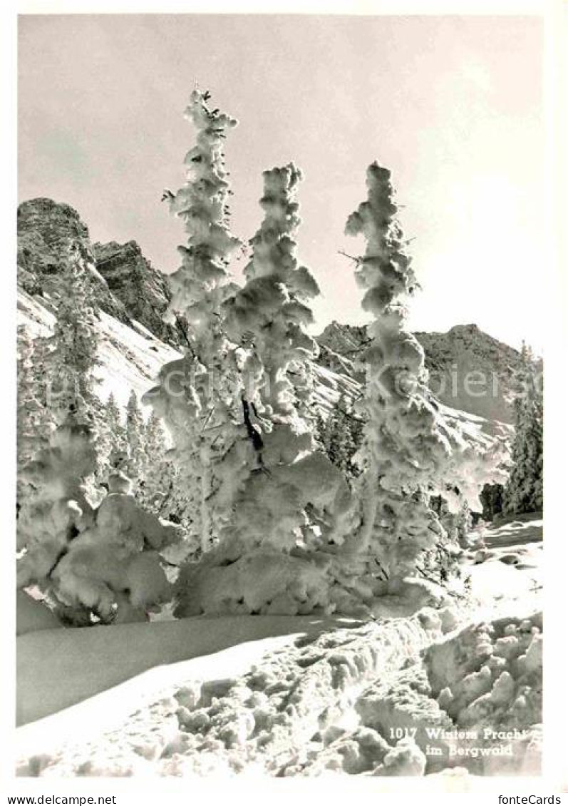 12735358 Tschiertschen Winterpracht Im Bergwald Tschiertschen - Sonstige & Ohne Zuordnung