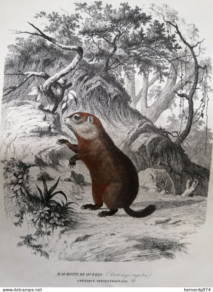 Canada Faune : Deux Illustrations De 1855 Par Gervais « Marmotte De Québec » Et « Elan » - Documents Historiques