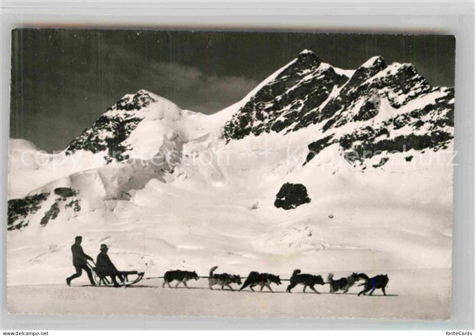 12733484 Jungfraujoch Polarhunde Jungfrau Jungfraujoch - Andere & Zonder Classificatie