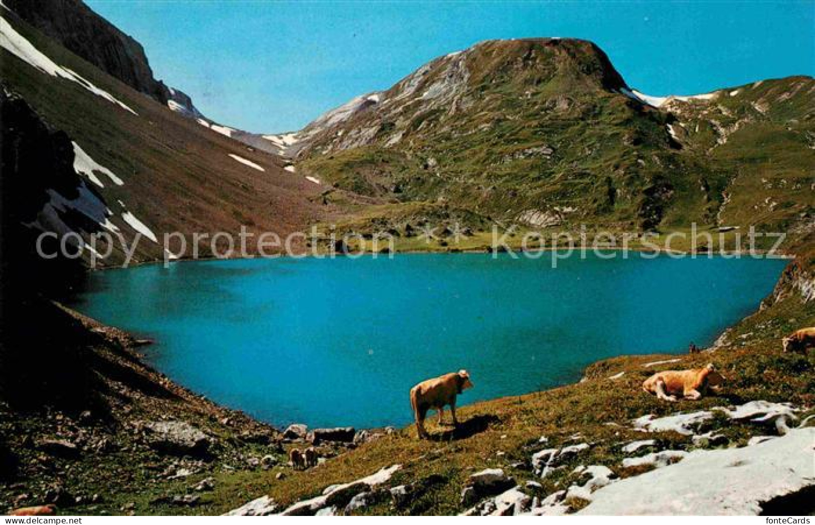 12719798 Lenk Simmental Iffigensee Mit Niesenhorn Berner Alpen Bergsee Almvieh K - Andere & Zonder Classificatie