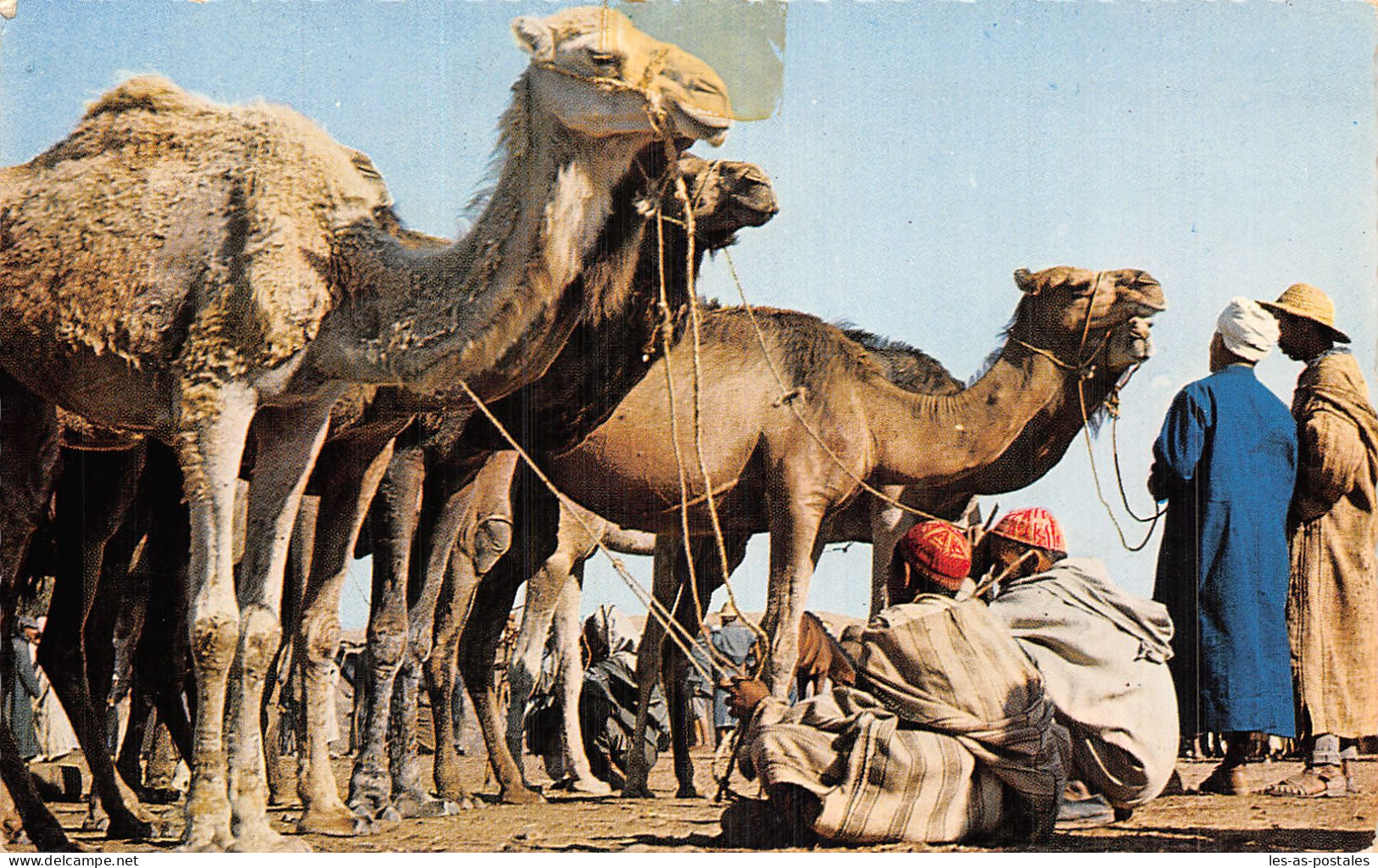 MAROC MARRAKECH MARCHE AUX DROMADAIRES  - Marrakech