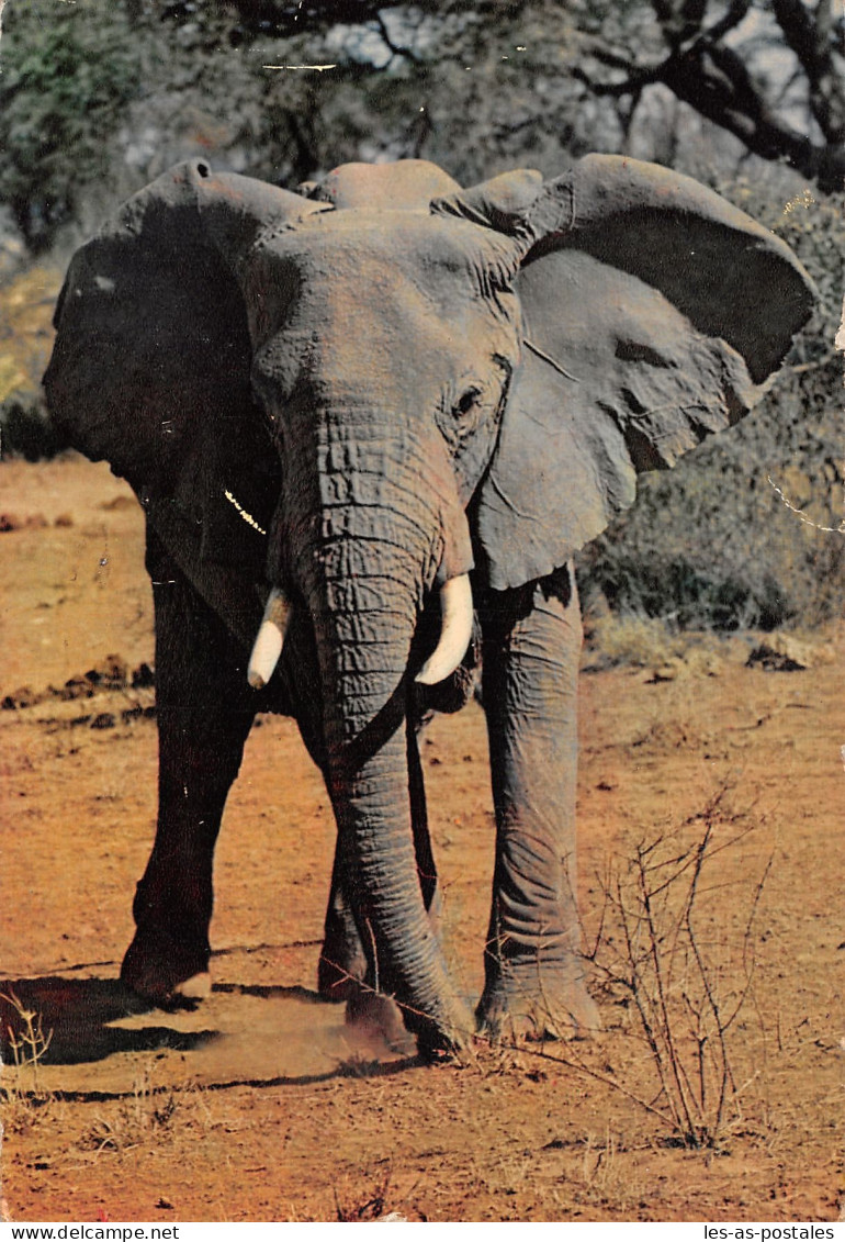 ALGERIE SCENES ET TYPES ELEPHANTS - Scènes & Types