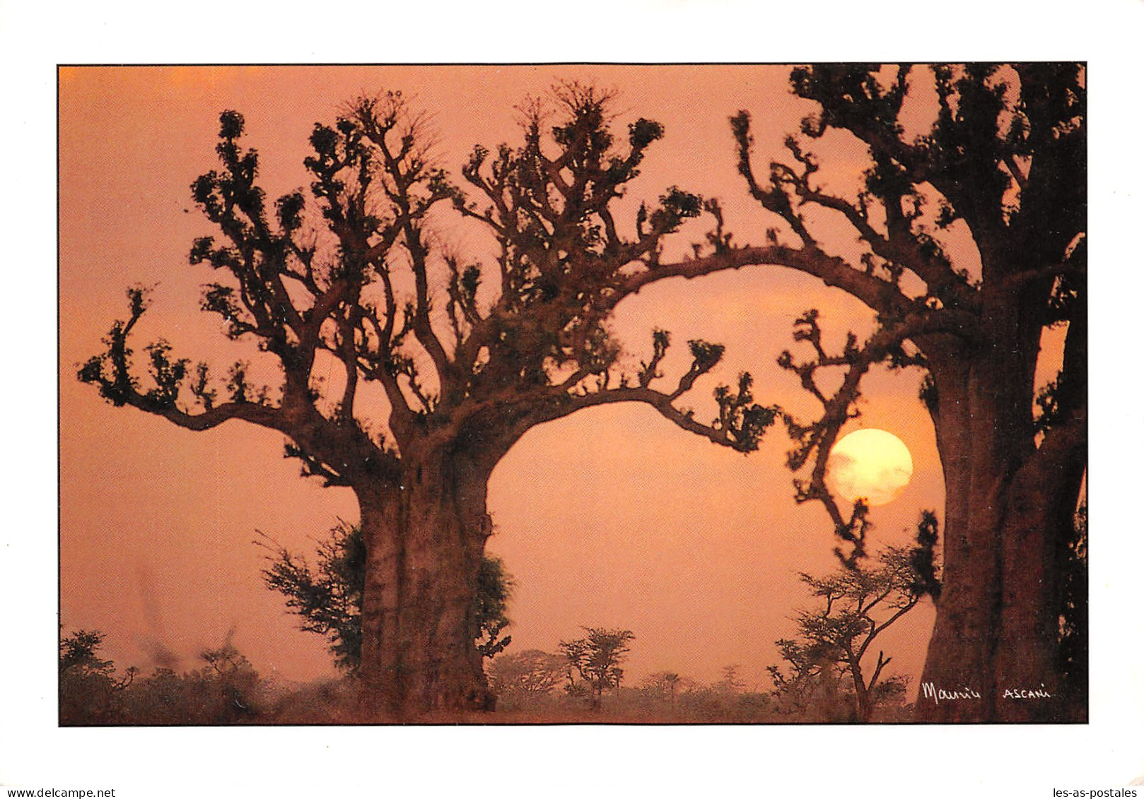 SENEGAL BAOBAB - Sénégal