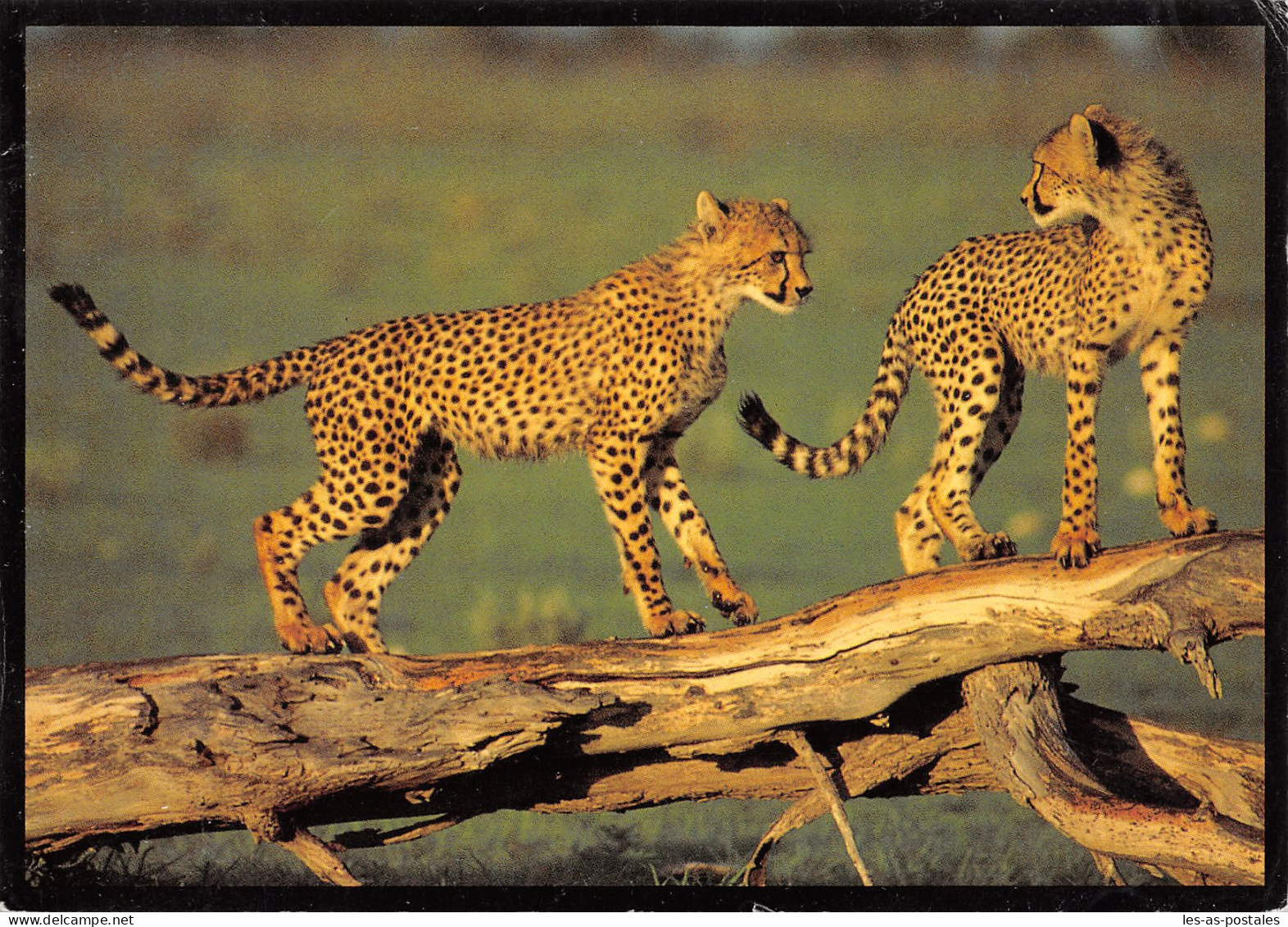 NAMIBIA PLAYMATES - Namibië