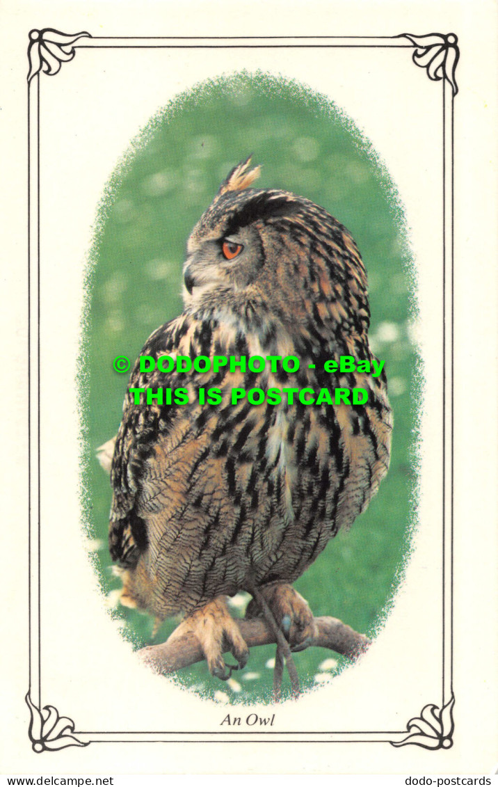 R535776 An Owl. Photo Precision Limited. Colourmaster International - Monde