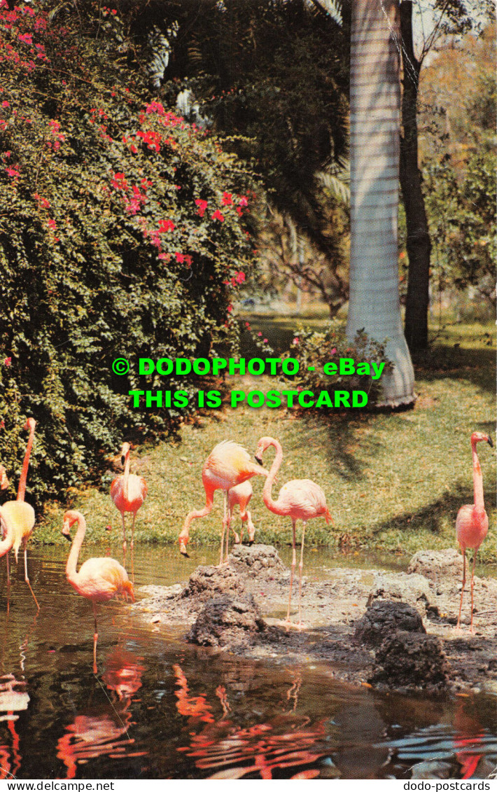 R535827 Florida Flamingos. Building Their Nests In Tropical Jungle Gardens. Sara - Monde