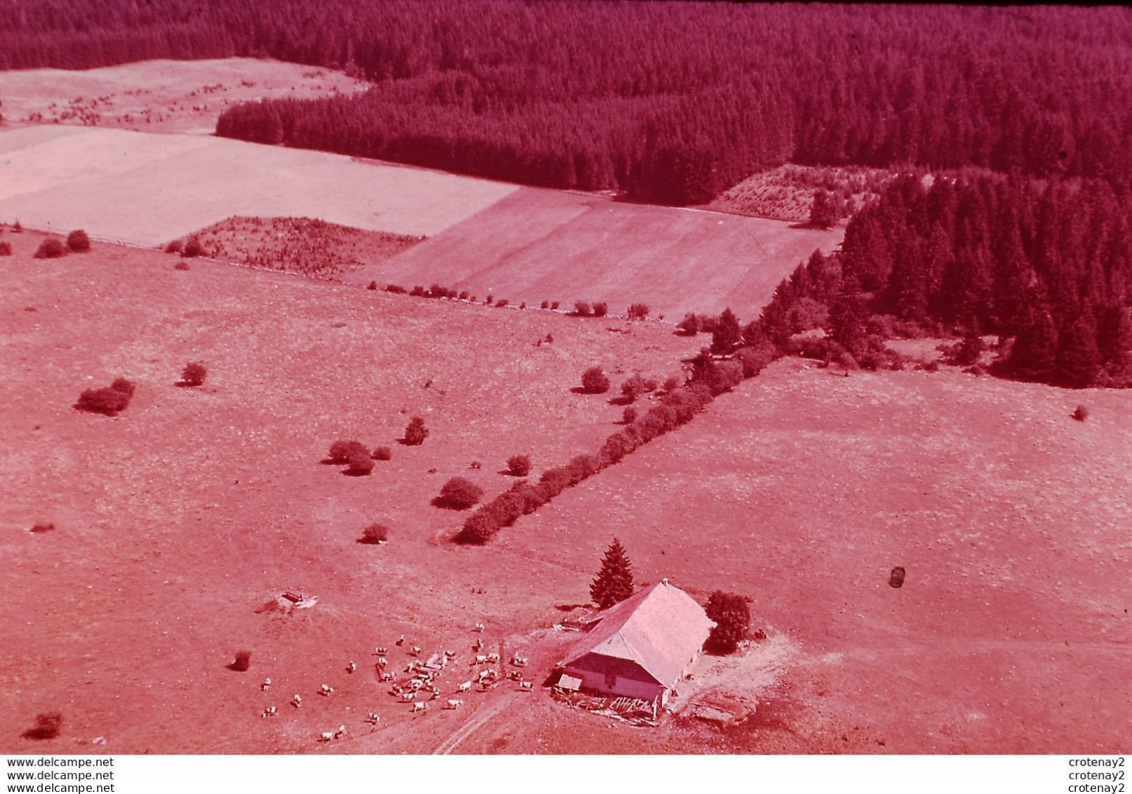 Photo Diapo Diapositive Slide France Aérienne N°51 ELEVAGE Ferme à Situer Dans Le JURA Troupeau De VACHES VOIR ZOOM - Dias