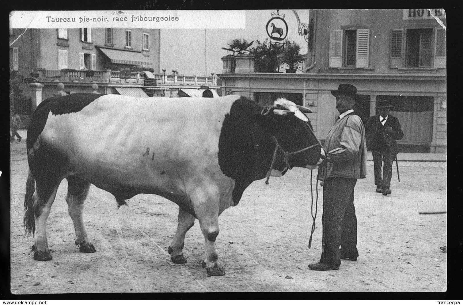 14579 - SUISSE - FRIBOURG - Taureau Pie-noir - Race Fribourgeoise - Fribourg