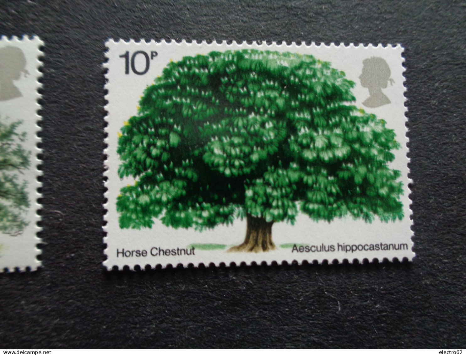 Grande Bretagne Great Britain Chêne Marronnier D'Inde Oak Eik Eiche Roble Trees Chestnut Tree Boom Bäum árbol Albero - Bomen