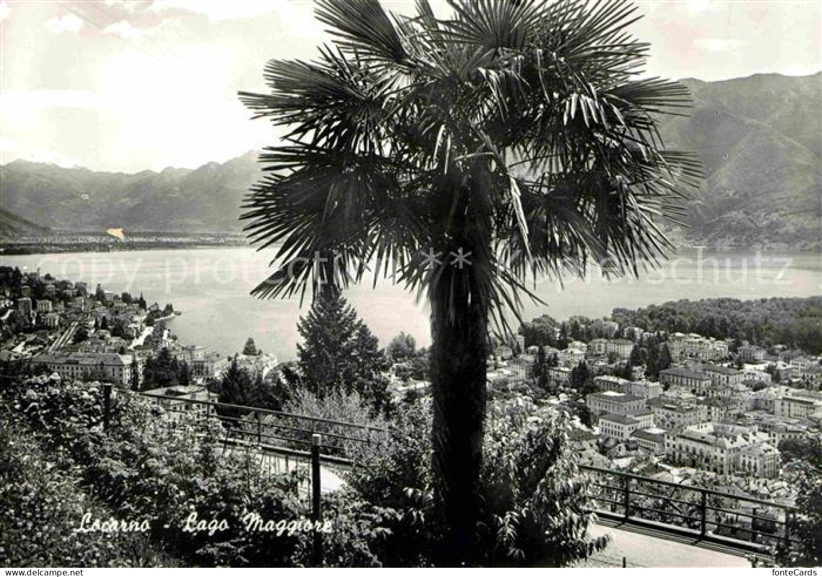 12712022 Locarno TI Palme Blick Auf Den Lago Maggiore Locarno - Autres & Non Classés