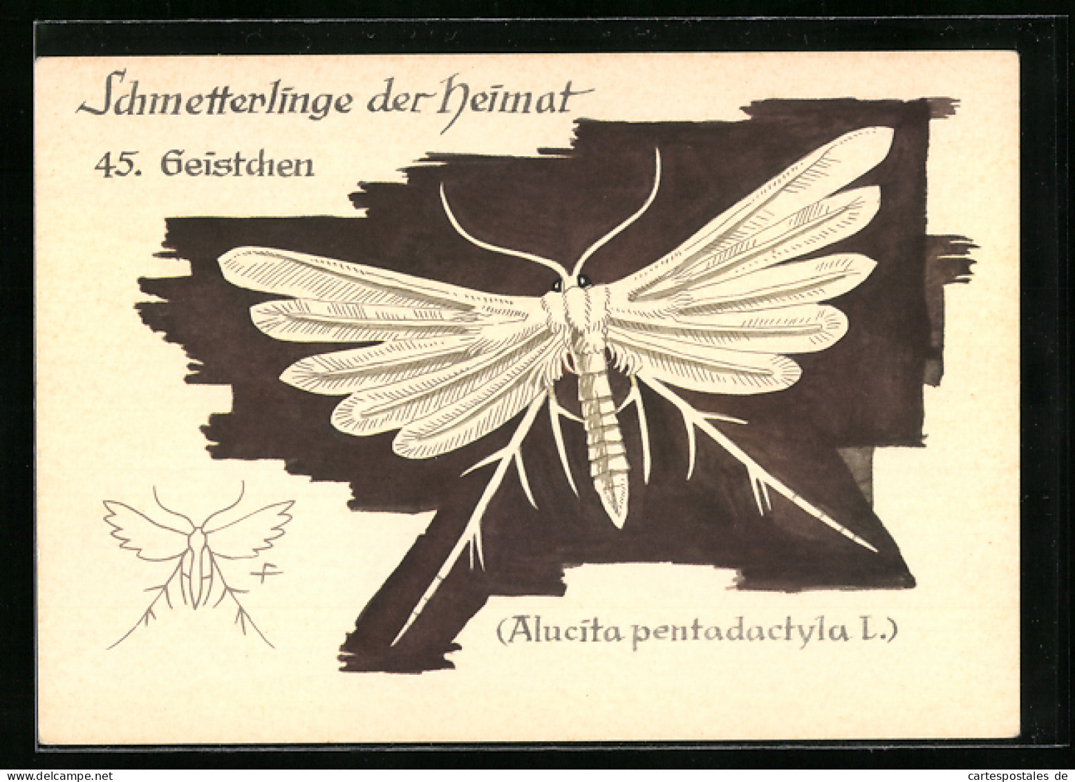 AK Geistchen, Schmetterlinge Der Heimat  - Insects