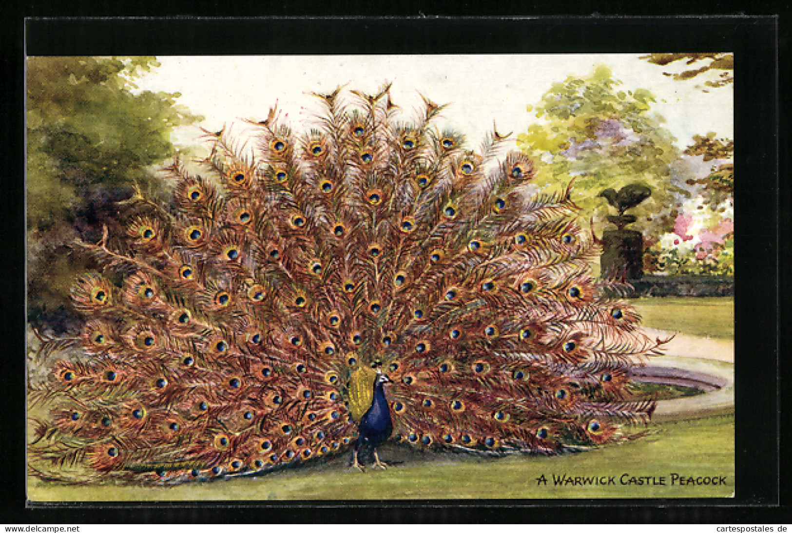 AK A Warwick Castle Peacock  - Vögel