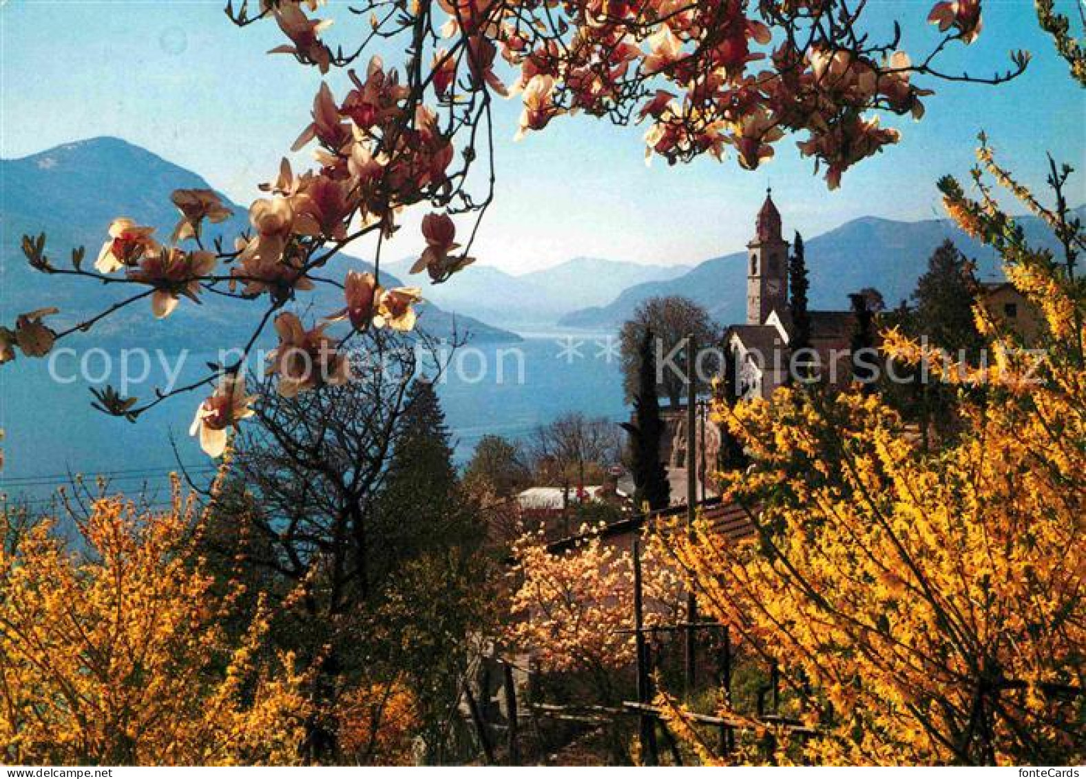 12675973 Ronco Sopra Ascona Kirchenpartie Und Lago Maggiore Ronco Sopra Ascona - Autres & Non Classés