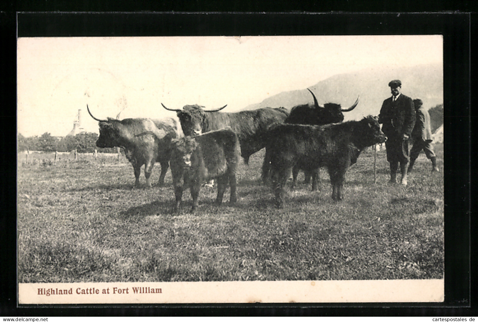 AK Highland Cattle At Fort William  - Vaches