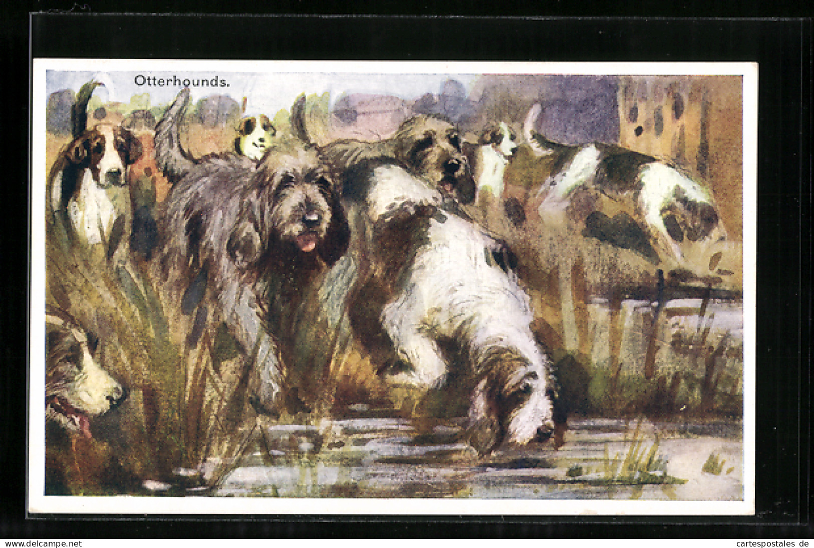 AK Otterhounds, Meute Am Wasser  - Chiens