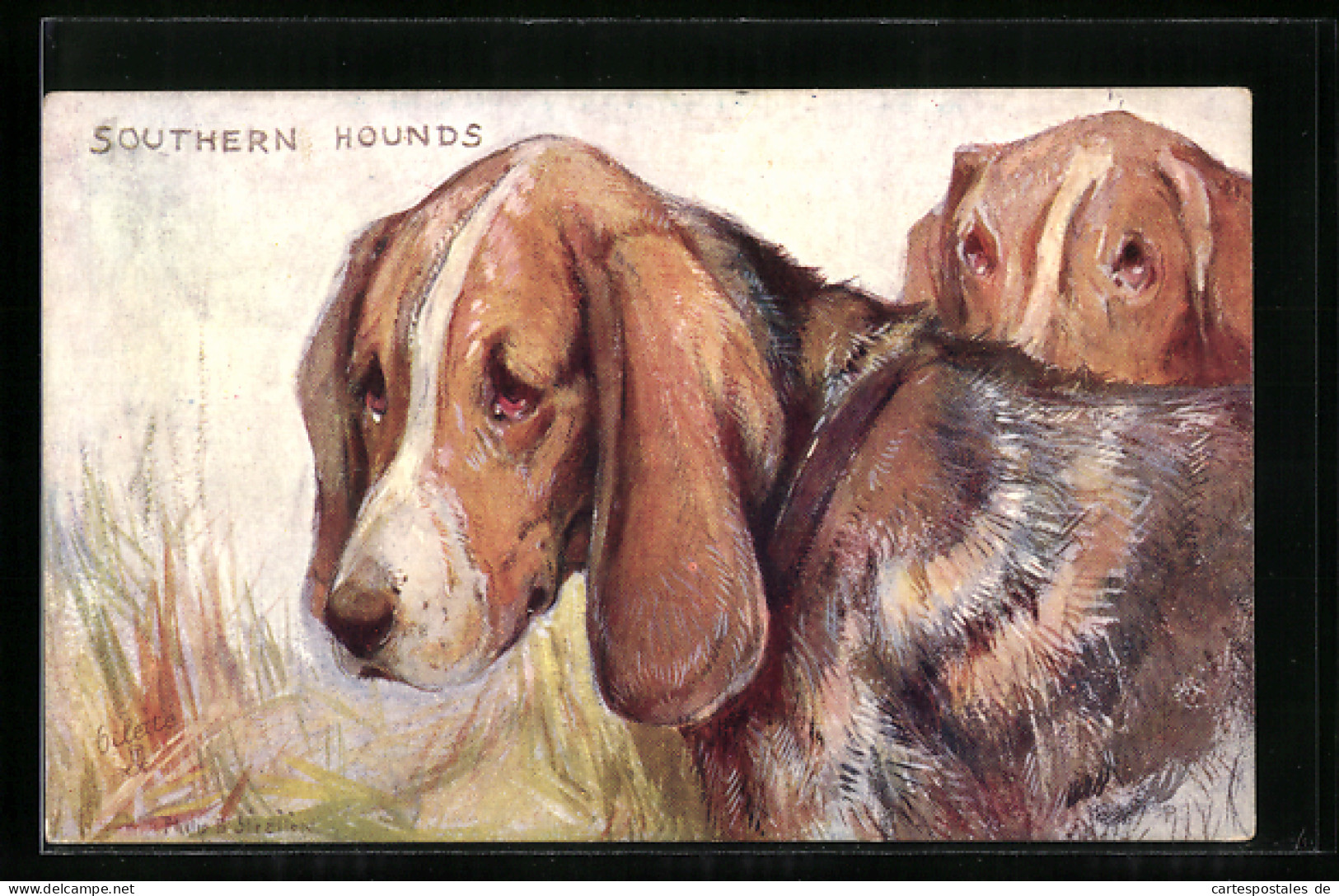 AK Zwei Southern Hounds  - Chiens