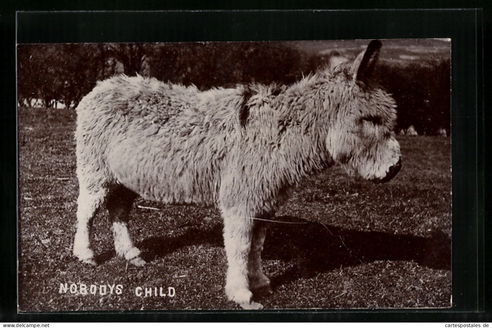 AK Nobodys Child, Kleiner Esel  - Donkeys