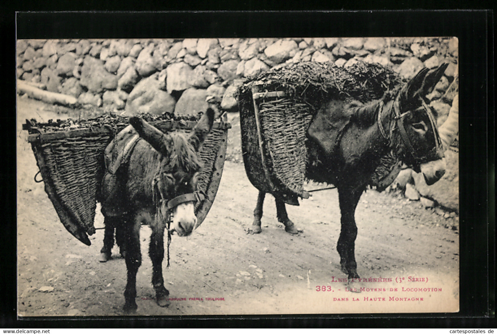 AK Esel Mit Tragen In Den Pyrenäen  - Donkeys