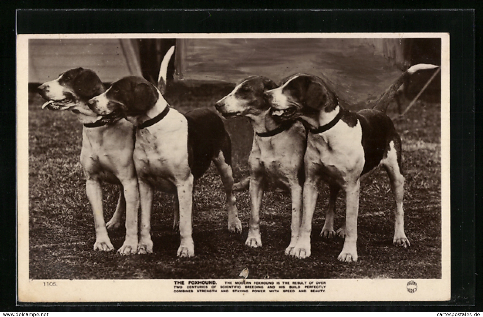 AK The Foxhound, Vier Jagdhunde  - Chiens