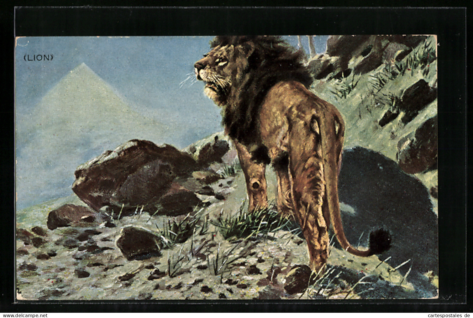 AK Männlicher Löwe Am Berghang  - Tigri