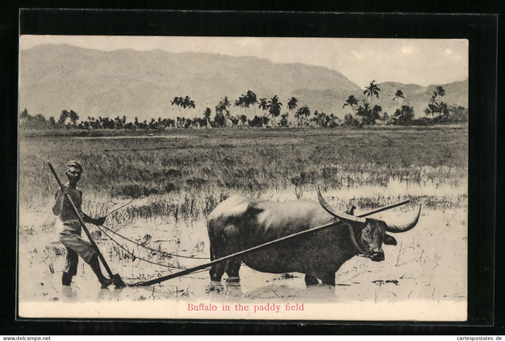 AK Buffalo In The Paddy Field  - Kühe