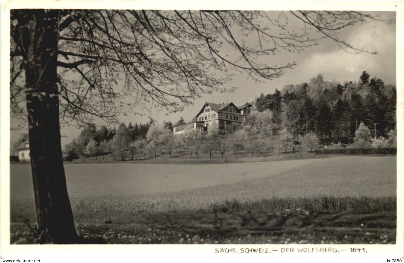 Der Wolfsberg - Sächs. Schweiz - Andere & Zonder Classificatie