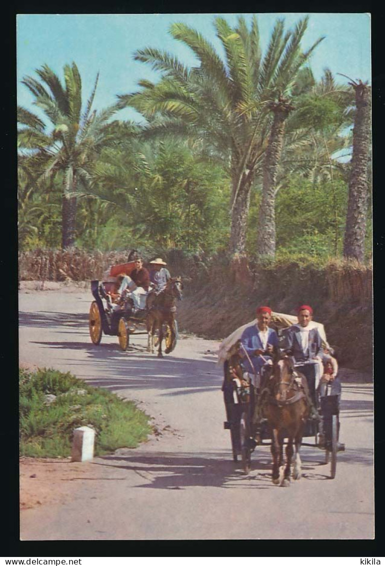 CPSM / CPM 10.5 X 15 Tunisie GABES Promenade à Travers L'Oasis  Calèche Cheval - Tunisie