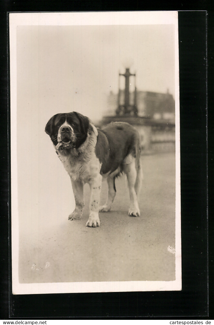 AK Bernhardiner Auf Einer Strasse, Portrait  - Hunde