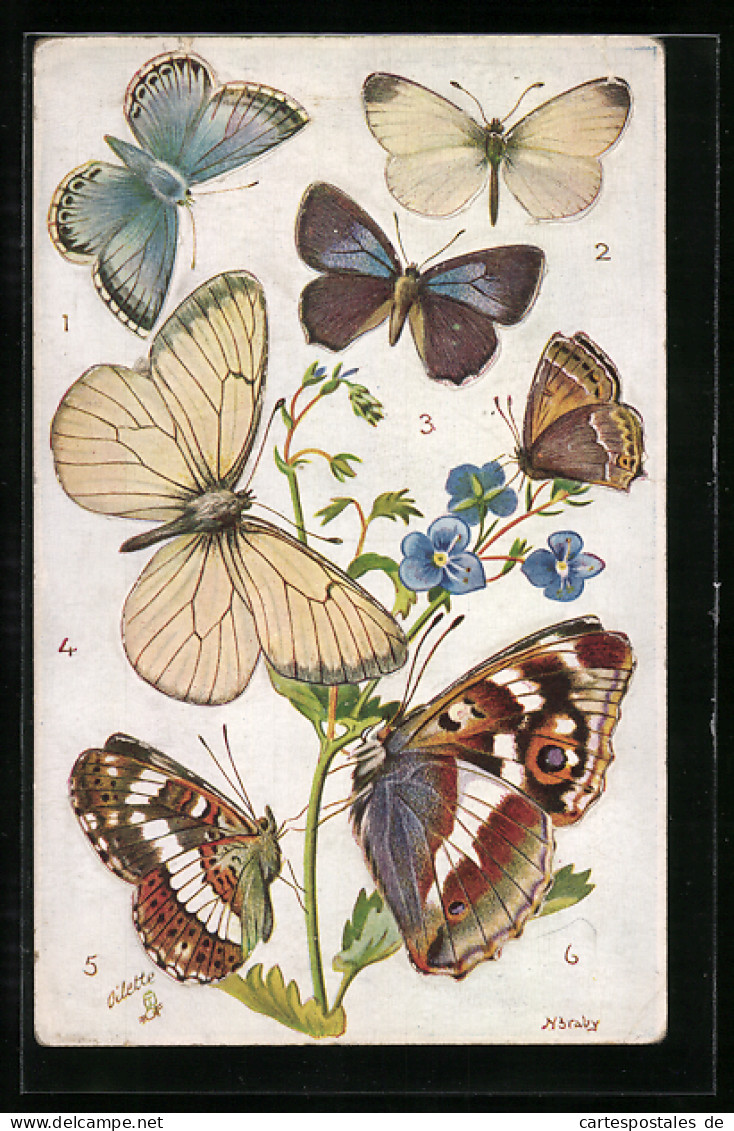AK Sechs Schmetterlinge Mit Weisser, Blauer Und Beiger Färbung An Blume Mit Blauen Blüten, Chalk Hill, Wood White  - Insetti