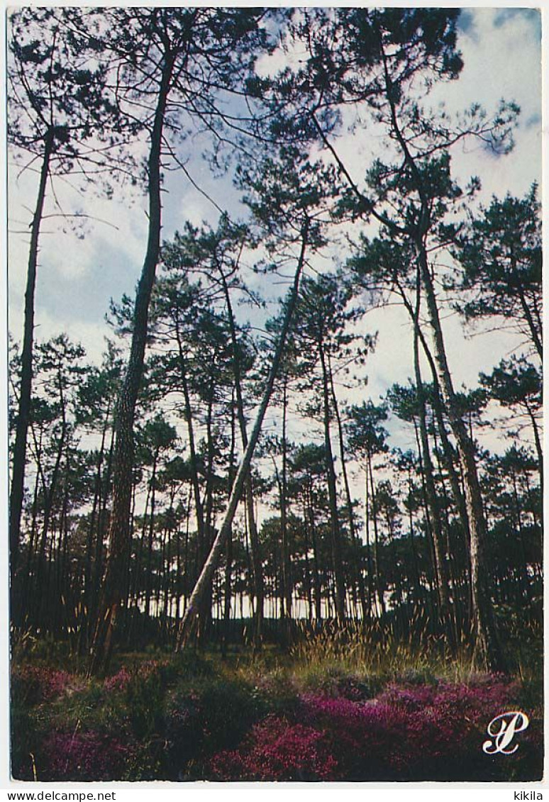 CPSM / CPM 10.5 X 15 Prestige REFLETS DES LANDES Au Pied Des Pins Majestueux, La Bruyère Fleurie Illumine La Forêt* - Otros & Sin Clasificación